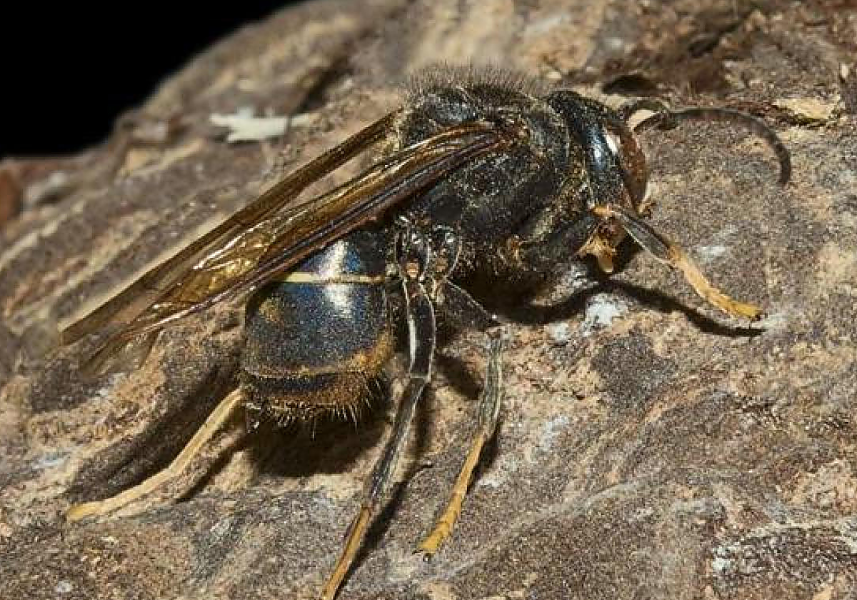 Tres muertes en Galicia en dos semanas por picaduras de avispa asiática.