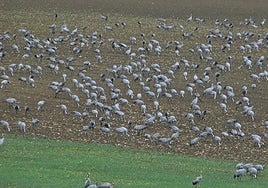 Navarra confirma el primer caso de gripe aviar una semana después del detectado en Lasarte-Oria