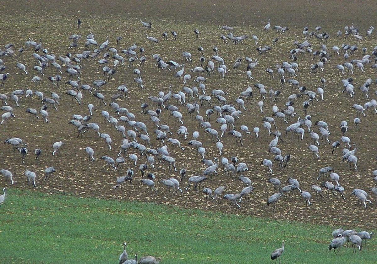 Navarra confirma el primer caso de gripe aviar una semana después del detectado en Lasarte-Oria