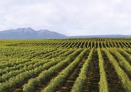 Comienza la campaña de recogida de olivas para URZANTE en Cascante