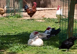 Gallinas criadas al aire libre en una granja de Logroño.