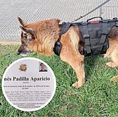 Homer, el perro que falleció dos días después que su dueña: «Decidió acompañar a su amatxu»