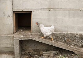 Una gallina camina hacia su gallinero en una explotación de Lugo, Galicia.