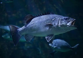 Conoce el cherne, el pescado canario