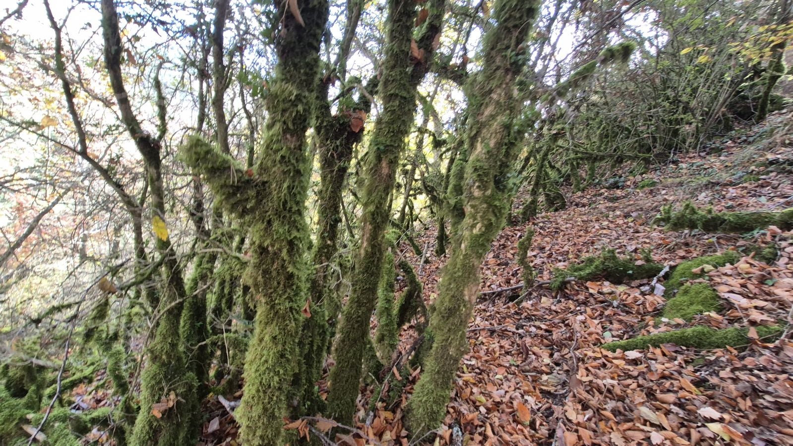 Irulegi, testigo de episodios históricos