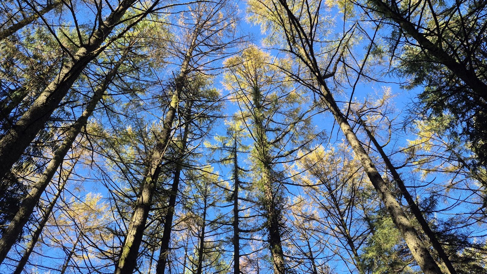 El increíble lienzo de Tolosaldea