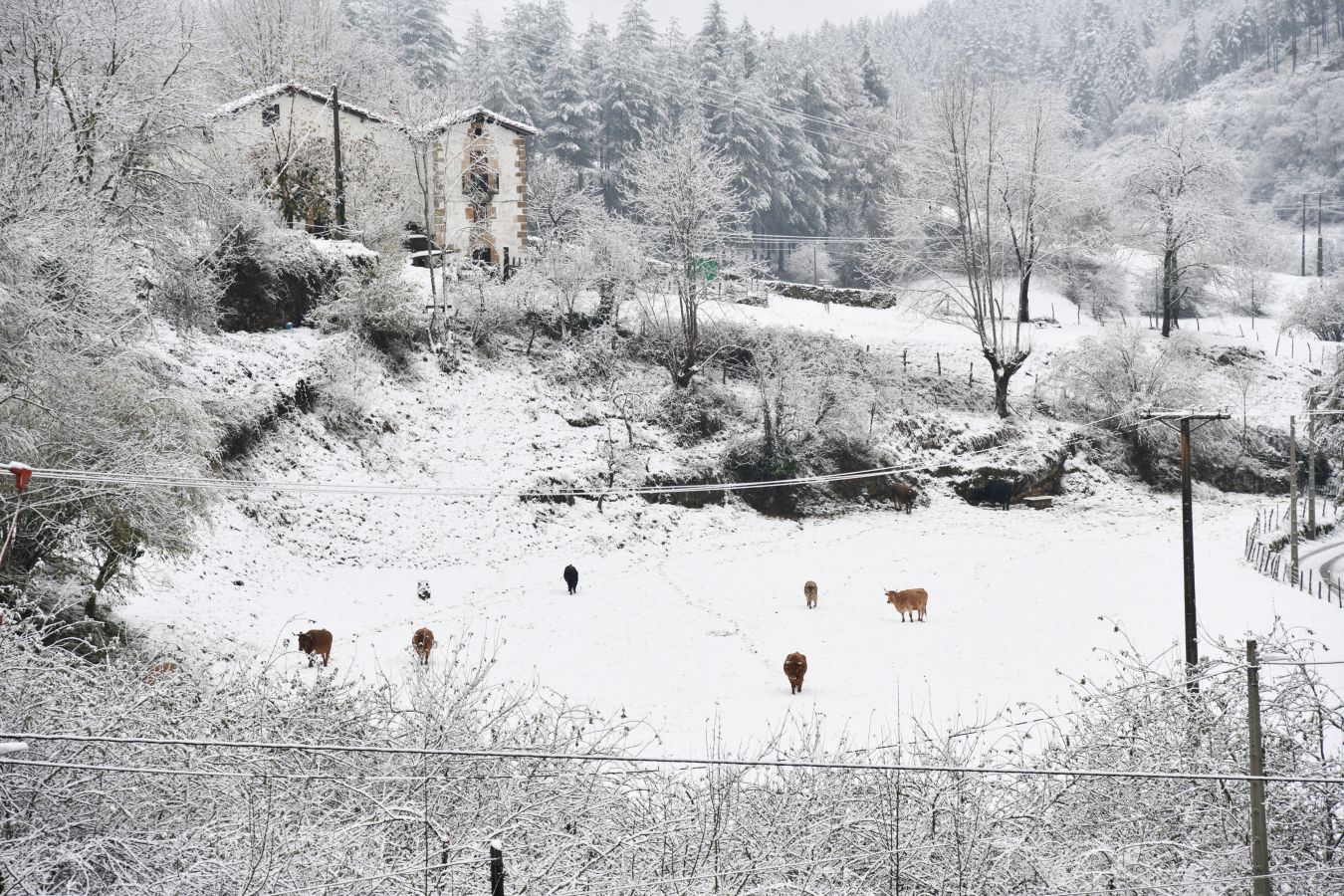 Campos blancos en Brinkola. 