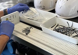 Ejemplares de anchoa juvenil analizados por técnicos de AZTI