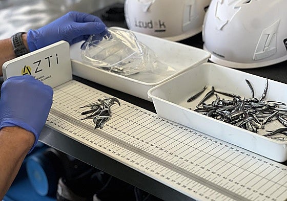Ejemplares de anchoa juvenil analizados por técnicos de AZTI
