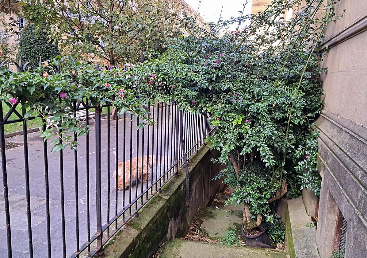 José Ramón Iribar advierte de las peligrosas consecuencias de la falta de mantenimiento de esta planta: «Puede engañar a la vista esta gran planta enredadera que surge de una maceta en los alrededores de la catedral del Buen Pastor. En realidad sus raíces penetran bajo la maceta en las fisuras del hormigón»