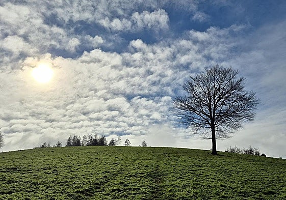 De camino a Ulizar, este enorme árbol ofrece Una estampa insuperable con unas magníficas vistas a Aizkorri y Aralar