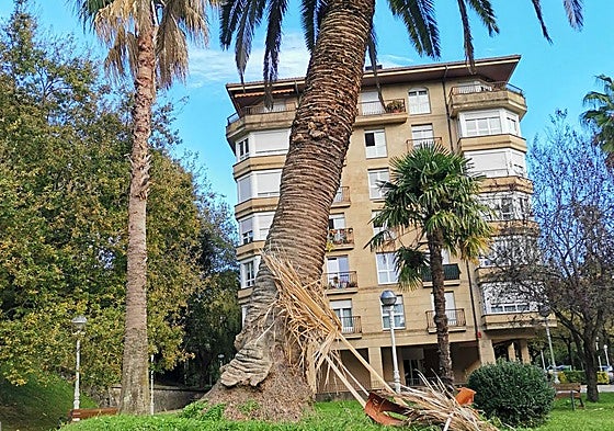 Un lector nos envía esta fotografía obtenida en una zona verde del Antiguo. «Esta palmera, ubicada en la zona de Ondarreta, junto a las facultades universitarias y una zona de juego infantil, no ofrece mucha confianza». No estaría de más una revisión por parte del Departamento de Parques y Jardines.