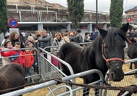 Levantada la restricción, se espera una importante participación de ganado caballar en la Avenida Urdaneta.