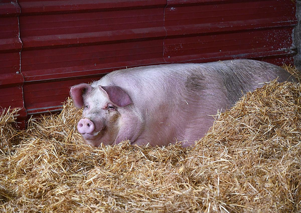 Imagen secundaria 1 - 'Poxpolin', una cerda de Santo Tomás «formal y a la que le gustan las castañas»