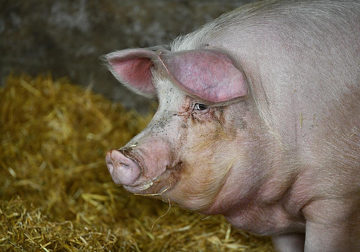 Imagen principal - 'Poxpolin', una cerda de Santo Tomás «formal y a la que le gustan las castañas»