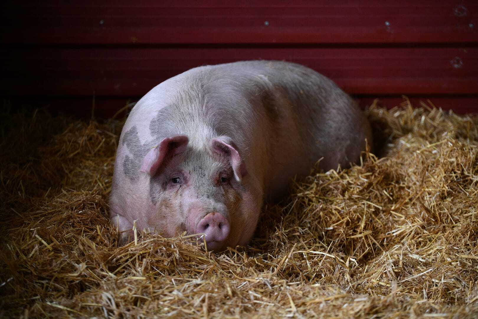 'Poxpolin', la cerda de Santo Tomás