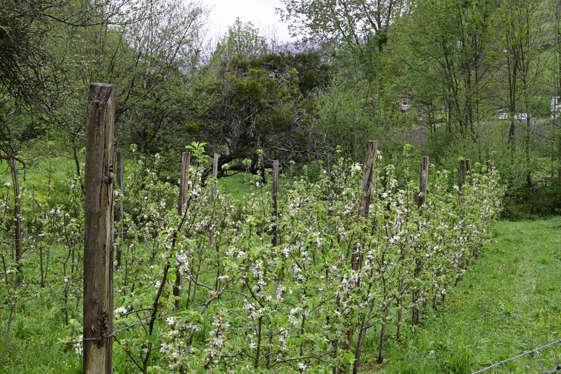 Los manzanos florecen en Errezil