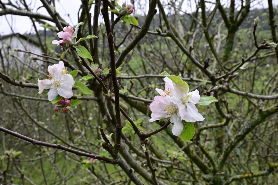 Los manzanos florecen en Errezil