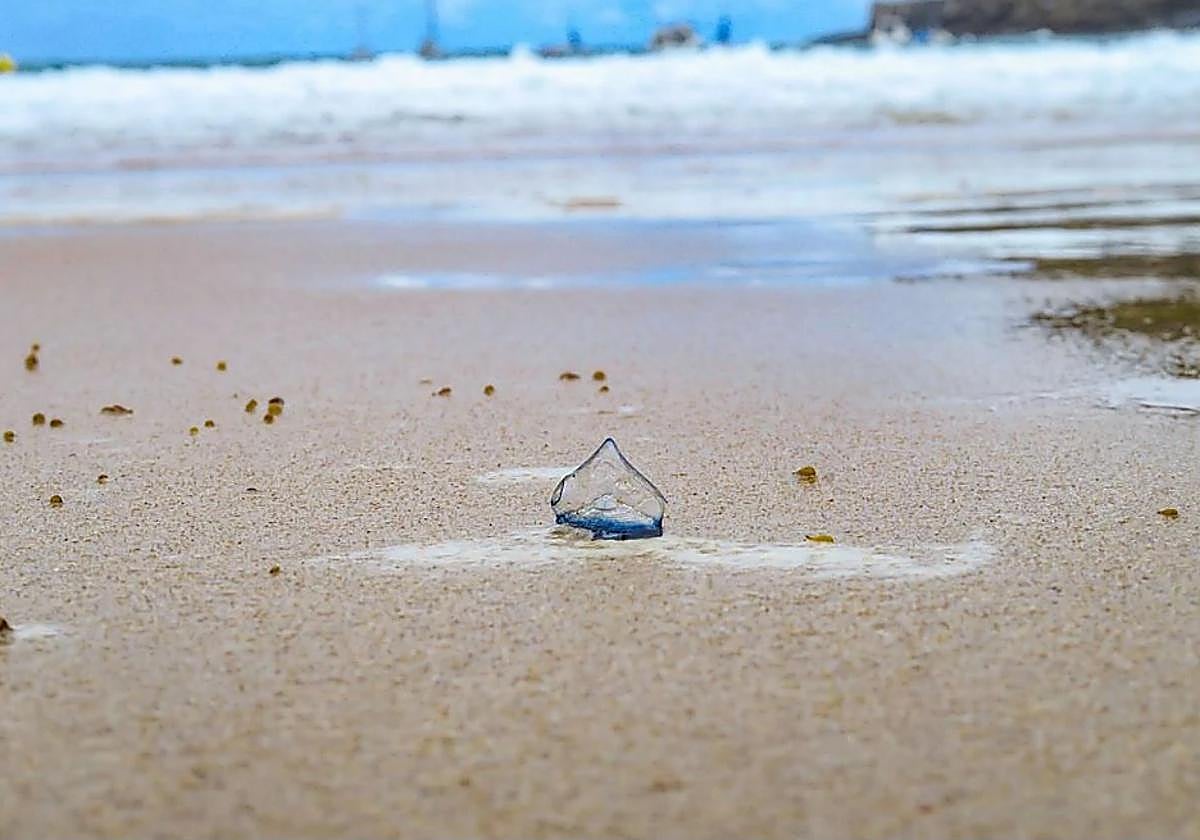 Una persona evacuada al hospital por picadura de carabela portuguesa y decenas de atendidos en las playas de Gipuzkoa