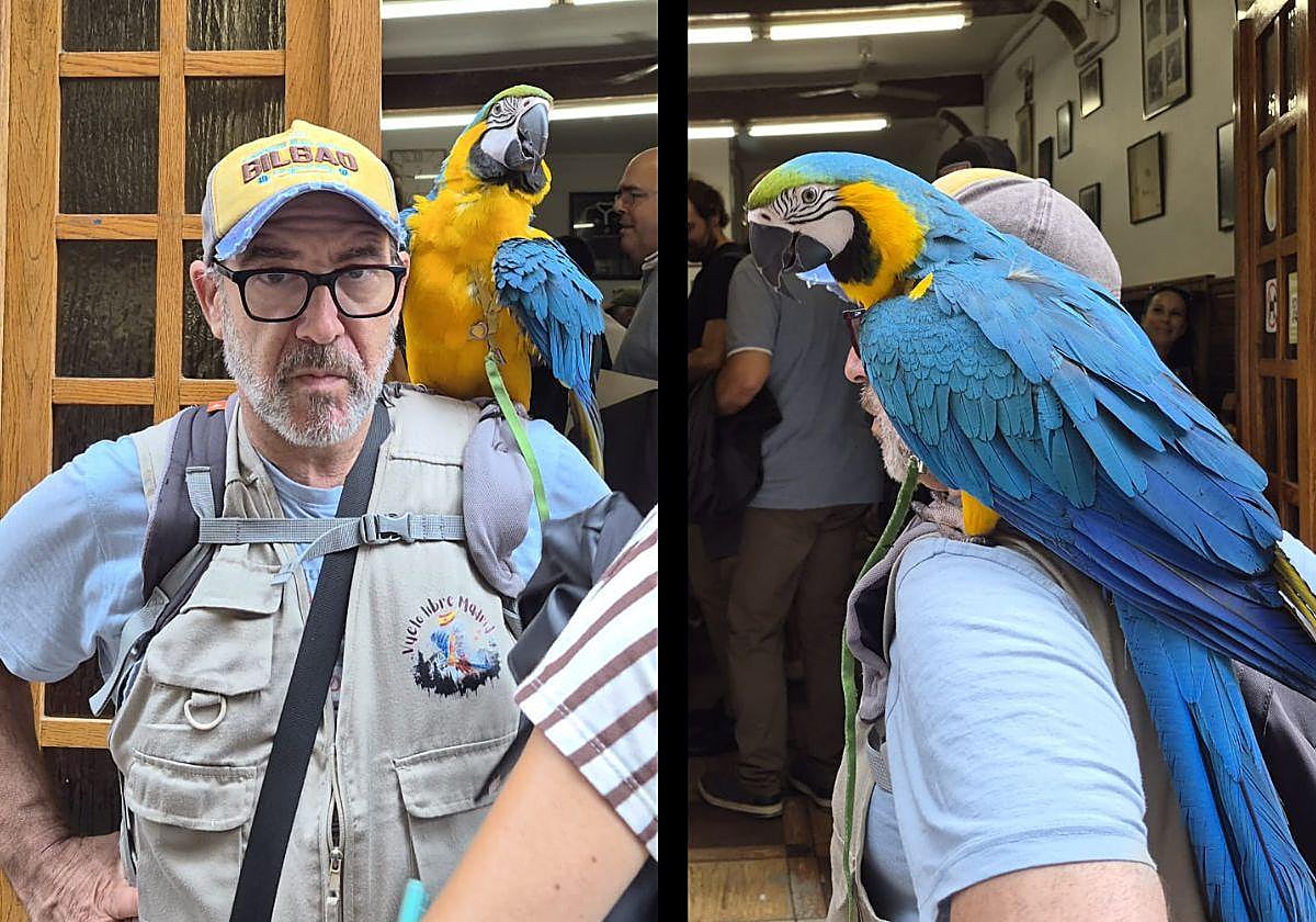 El exótico cliente de la Parte Vieja de San Sebastián: un guacamayo se va de pintxos por sus bares