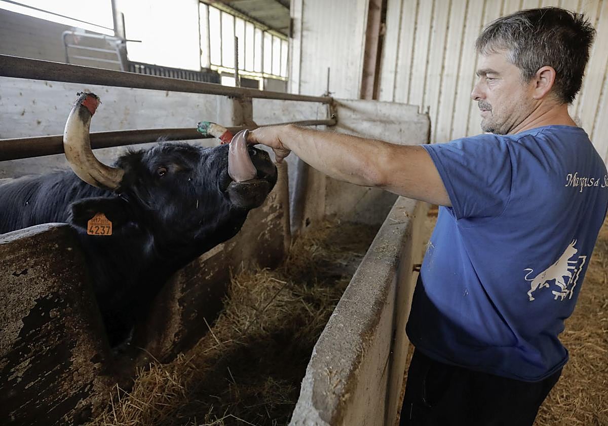 El marqués ha vuelto; trae vacas y toros