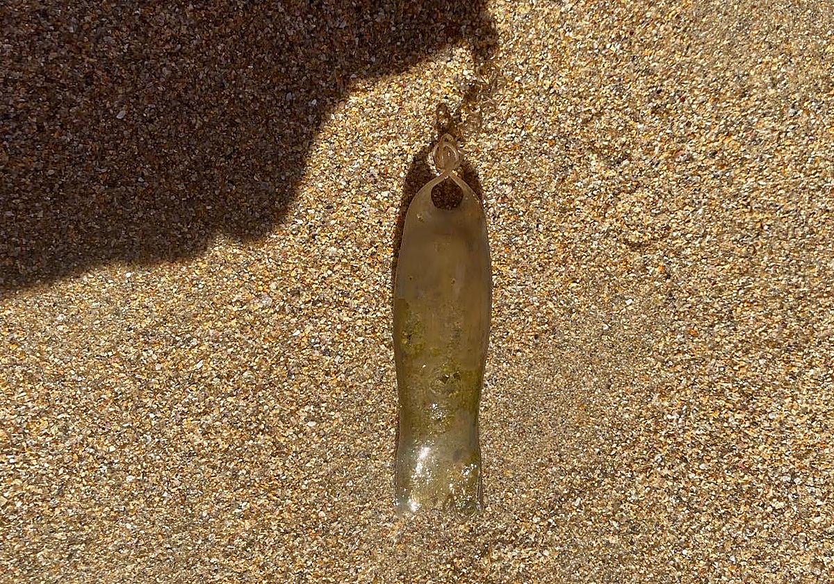 Una familia encuentra un huevo de tiburón en San Sebastián mientras buscaba conchas en la playa de Zurriola