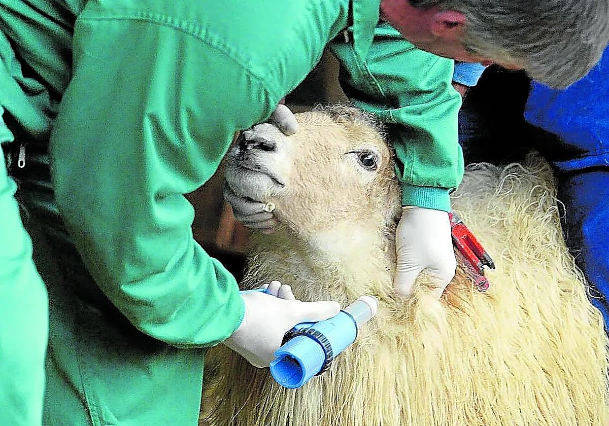Detectado un nuevo foco de lengua azul en una explotación ganadera de Irun