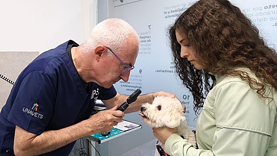 Casi 100.000 perros viven en Gipuzkoa, uno por cada siete habitantes