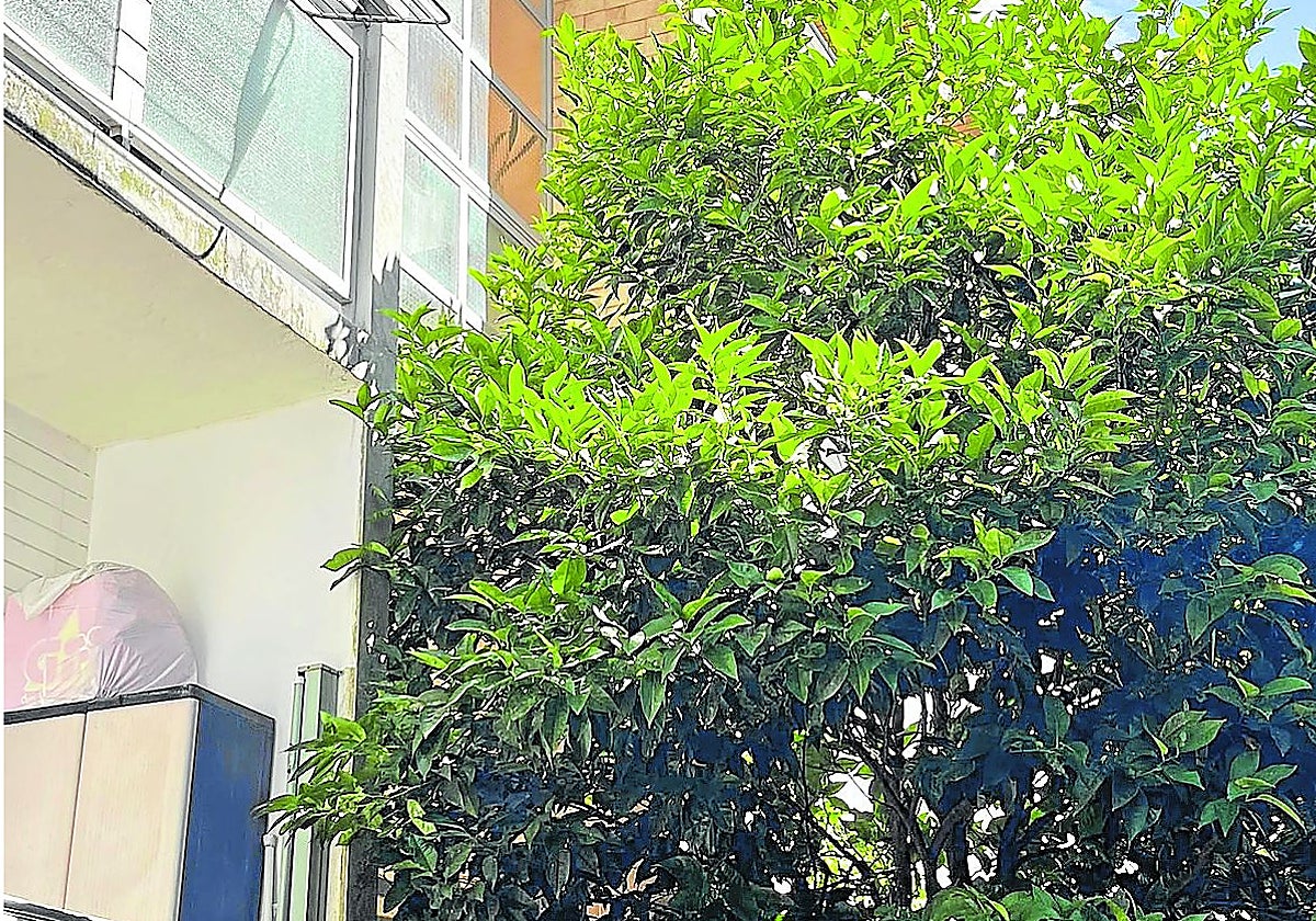 Sirimiri: Un árbol invade una fachada de Intxaurrondo