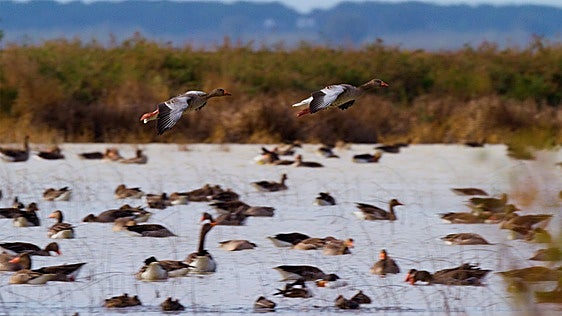 Gnat Zinema acercará la fauna de Doñana y la crítica de Fernando Valladares en formato teatral