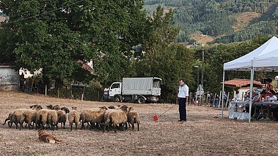 Mikel Calderón logra el cuarto puesto en el Campeonato de Perros Pastor de Gipuzkoa con 'Sua'