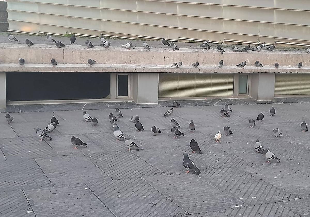 Sirimiri: Más y más palomas en la plazoleta elevada del Kursaal