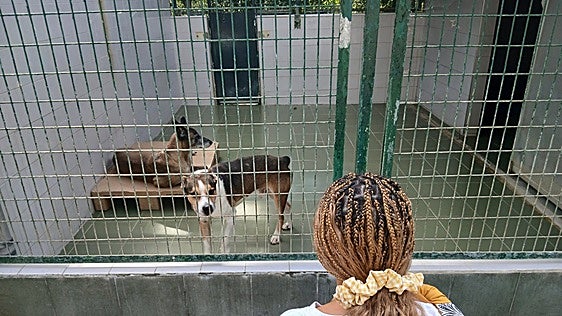 La Protectora de Animales ha acogido a 802 perros y gatos desde el pasado año
