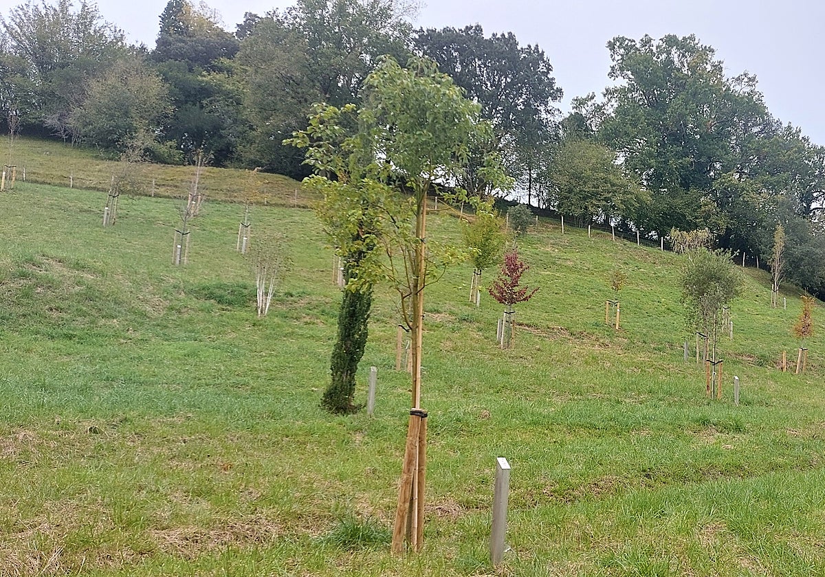 Zarautz culmina el Arboretum de Itulazabal, que ya se puede visitar