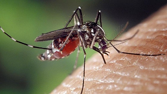 Adiós a los mosquitos: el otro truco del papel higiénico que se está poniendo de moda