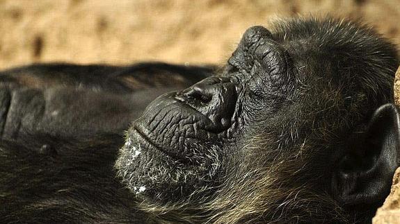 Una chimpancé, en el zoo de Tenerife.