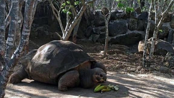 La tortuga gigante 'Pepe, el misionero'. 