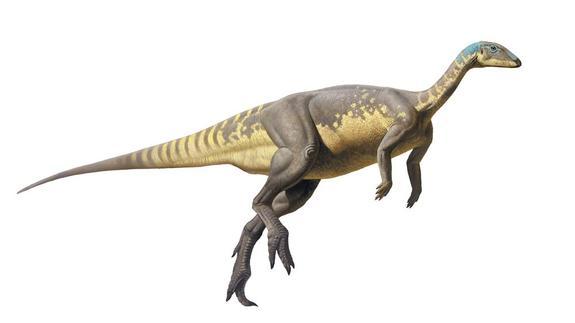 Reconstrucción de Eousdryosaurus.