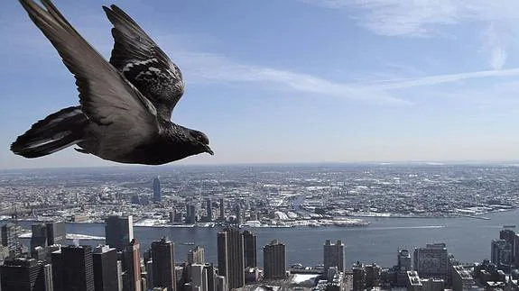 Una paloma sobrevuela los rascacielos de Nueva York.
