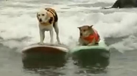 Dos perros surfean. 