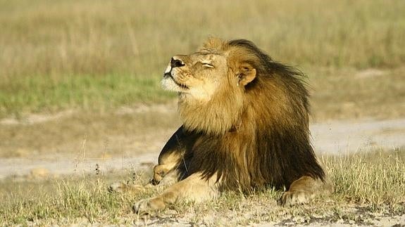 Cecil, el león más famoso de Zimbabue.