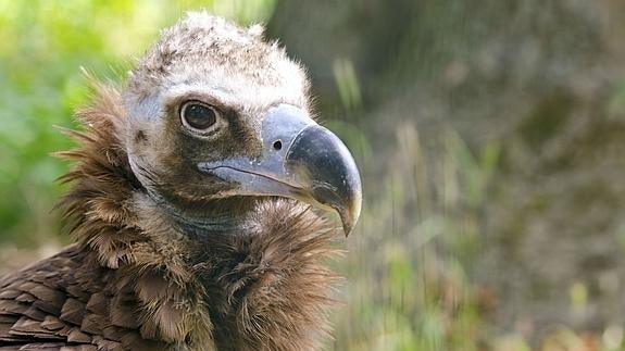 Buitre negro del Parque de Monfragüe.