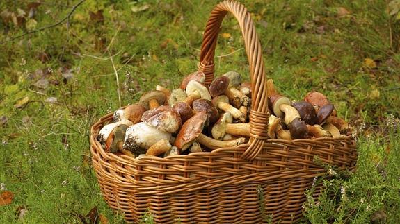 En busca de la mejor seta