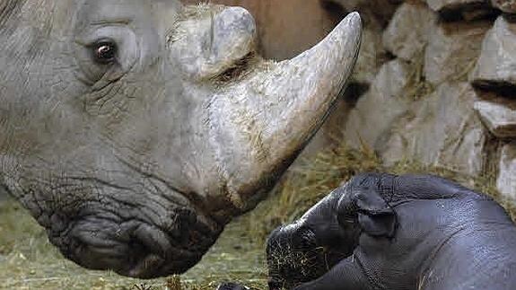 Imagen de un rinoceronte. 