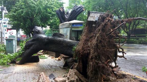 Destrozos causados por el tifón a su paso por la ciudad china de Shenzhen. 