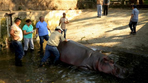 El personal del zoológico de El Salvador, atendiendo a un hipopótamo.