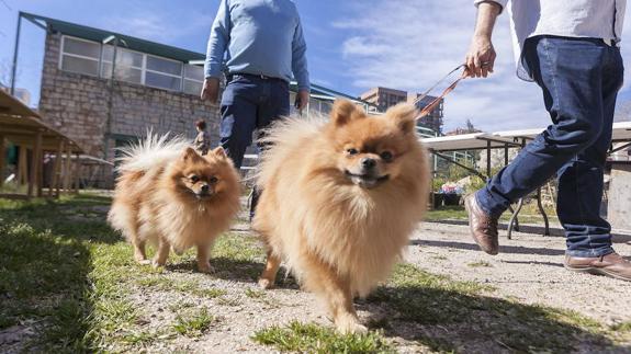 Tener mascotas reduce el riesgo de alergias en la infancia.