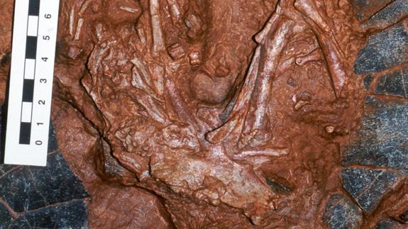 Fósil de dinosaurio hallado en el noreste de China.