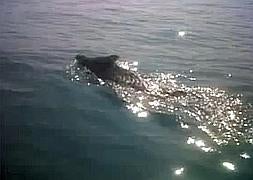 Encuentran un jabalí nadando frente a la costa de Zumaia