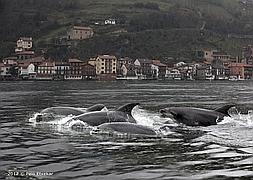 Un grupo de delfines ha aparecido en la bahía de Pasaia. Foto: Peio Etxekar/ Vídeo: Elena Viñas